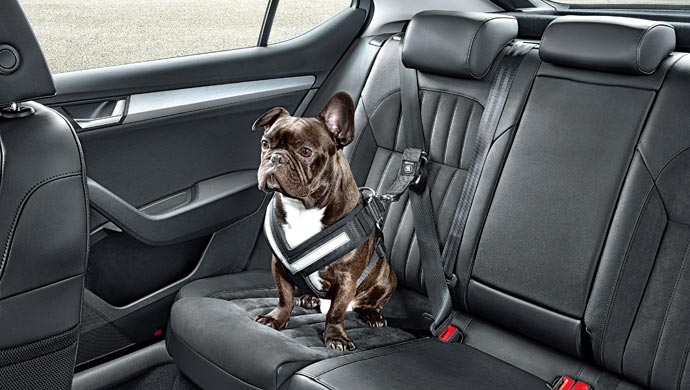 Seat belts for your best friend