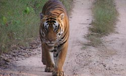 Land Rover assists in tiger conservation in India.