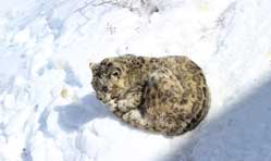 SNOW LEOPARD TRAIL- A Journey By Road