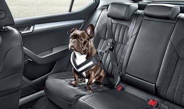 Skoda offers range of accessories for keeping dogs safe in cars